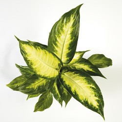 Interior Landscape Plants Dieffenbachia