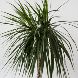 Interior Landscape Plants Dracaena Marginata