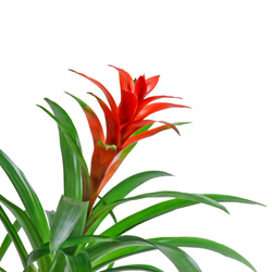 Interior Landscape Plants Guzmania Bromeliad