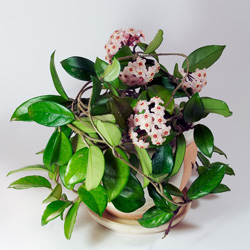 Interior Landscape Plants Hoya with Flowers