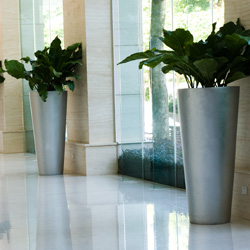 Interior Landscape Plants in Hotel Hall