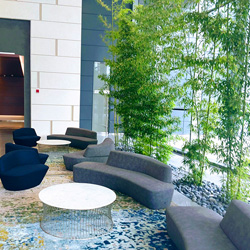 Khloros Interior Landscaping Chicago Illinois