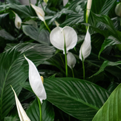Peace Lily Plants Flowers Interior Landscape Plants - Oakdale Greenhouses