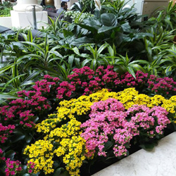 Interior Landscape Plants Plants Inc. Chicago Illinois