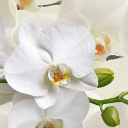 Interior Landscape Plants White Flowers Phalaenopsis Orchid