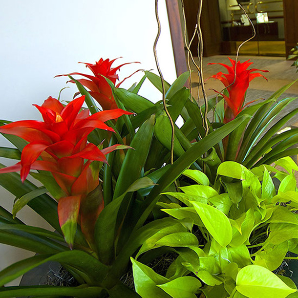 A-Oak Farm Office Plant Care - Interior Landscapes