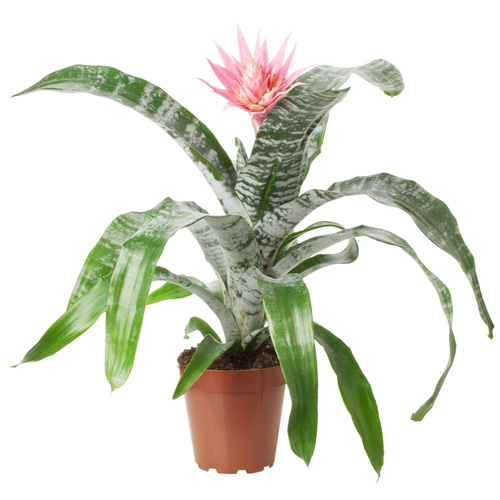 Aechmea Bromeliad Interior Landscape Plant