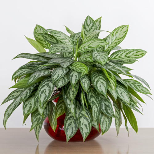 Aglaonema Plant Interior Landscape Plant