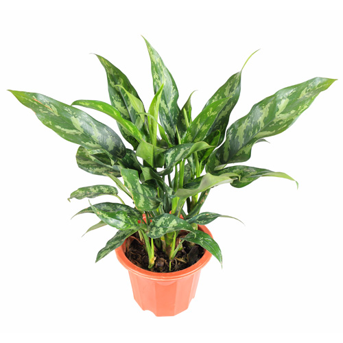 Aglaonema Maria Interior Landscape Plant