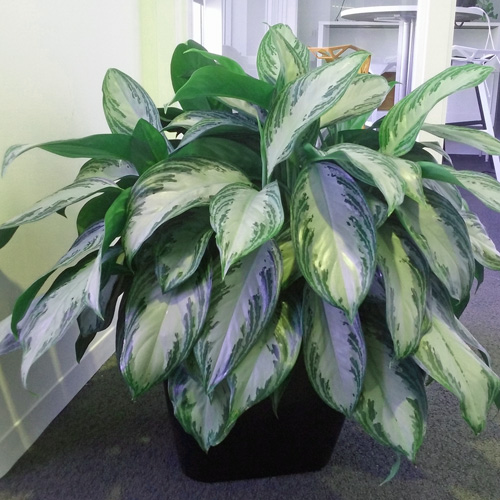 Aglaonema Silver Bay Interior Landscape Plant