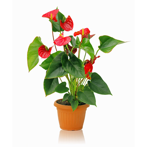 Anthurium Flowering Interior Landscape Plant