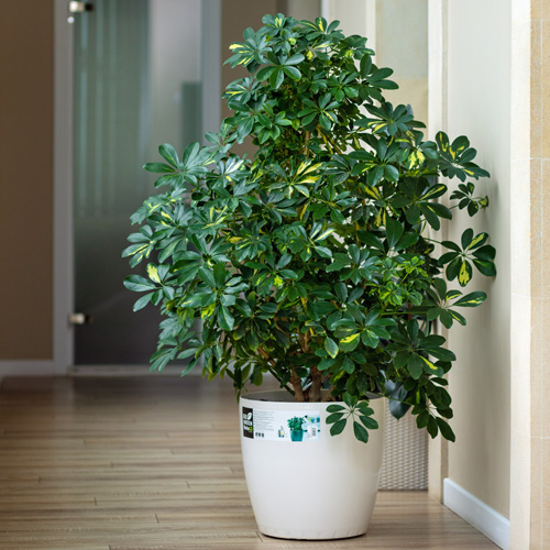 Arboricola Bush Interior Landscape Plant