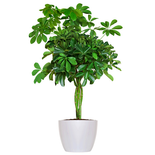 Arboricola Tree Form Interior Landscape Plant