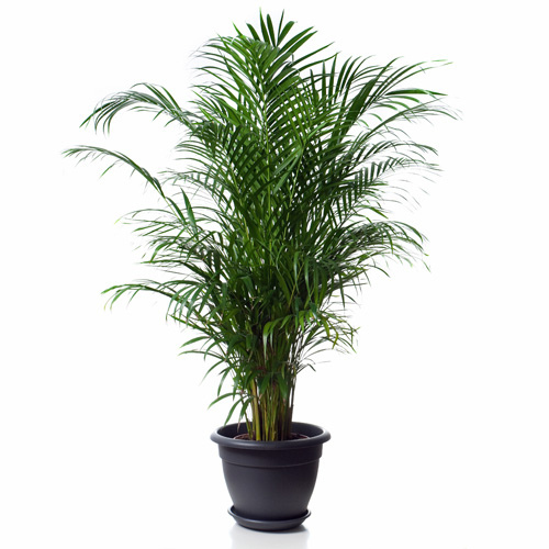 Areca Palm Interior Landscape Plant