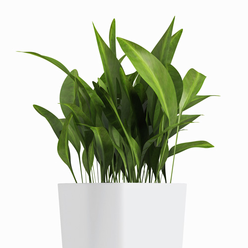 Aspidistra Elatior Interior Landscape Plant