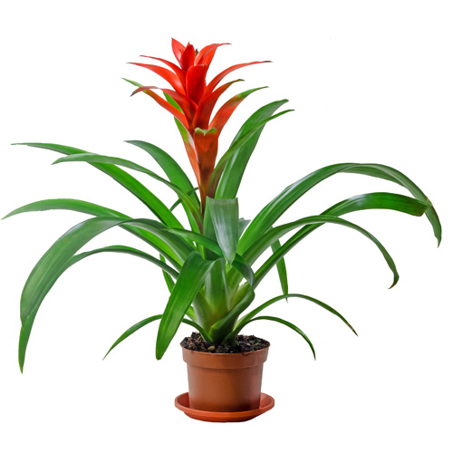 Guzmania Bromeliad Interior Landscape Plant