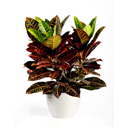 Croton Interior Landscape Plant