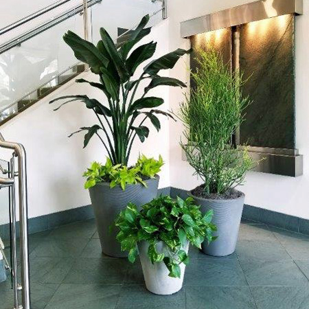 Creative Plants San Jose California Office Plant Service