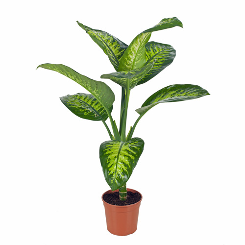 Dieffenbachia Large (Dumb Cane) Interior Landscape Plant