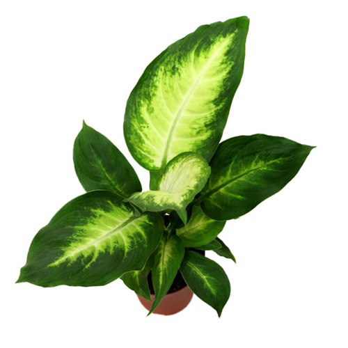 Dieffenbachia Camille Interior Landscape Plant