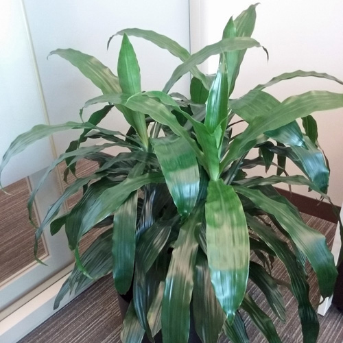 Dracaena Janet Craig Interior Landscape Plant