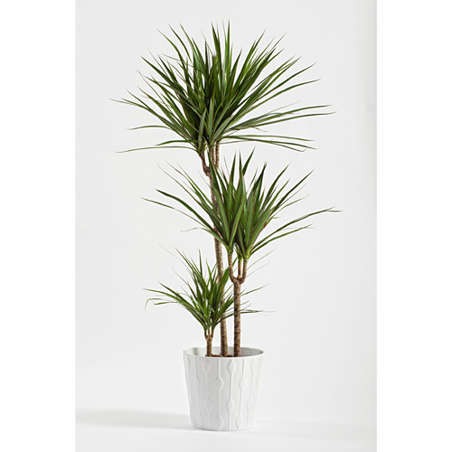 Dracaena Marginata Interior Landscape Plant