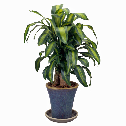 Dracaena Massangeana Interior Landscape Plant