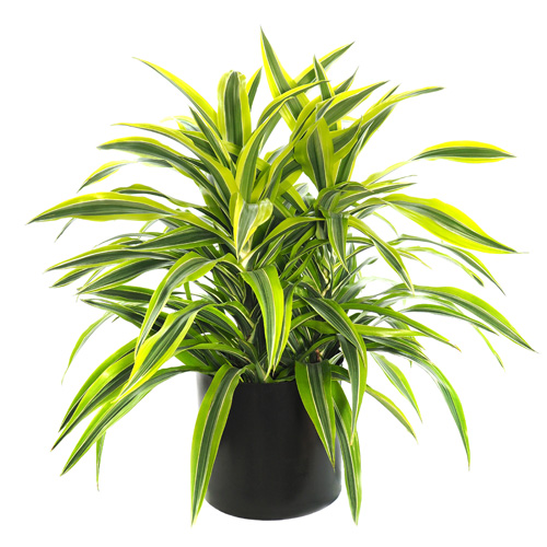 Dracaena Warneckii Interior Landscape Plant