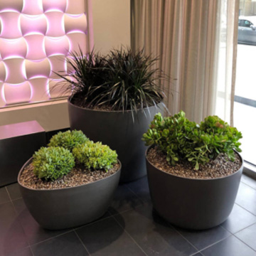 Evergreen Plant Service San Jose California Office Plant Service