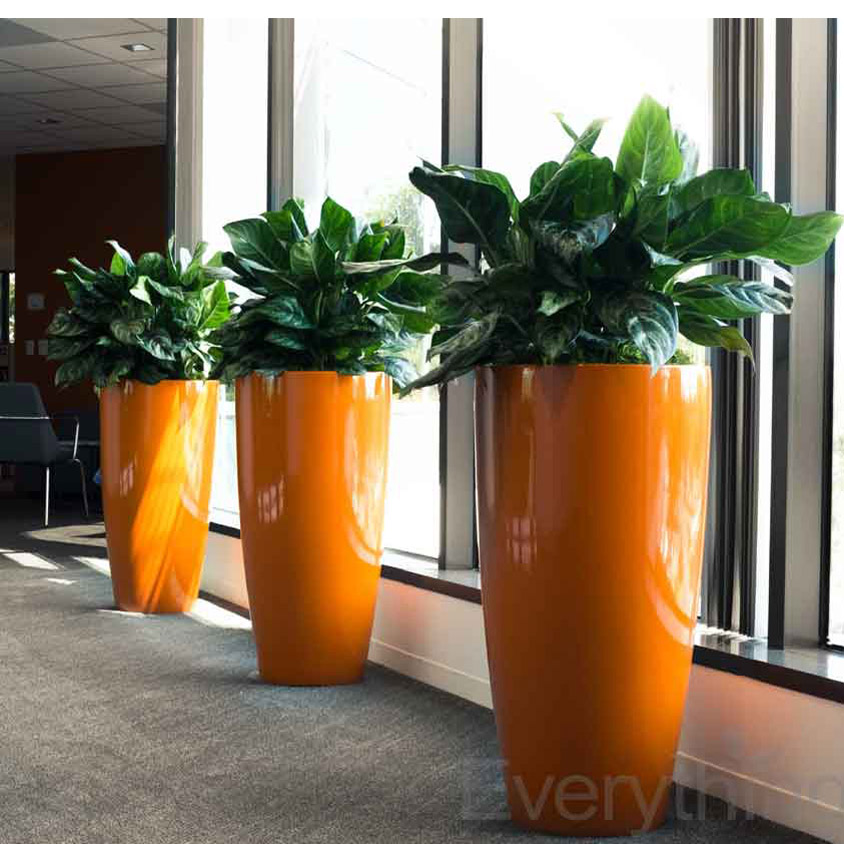 Everything Grows Office Plant Service Oakland California