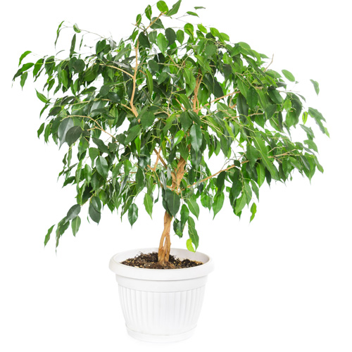 Ficus Tree Interior Landscape Plant