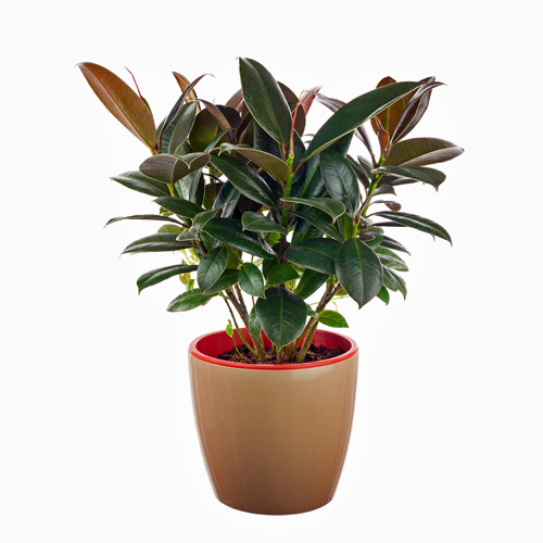 Ficus Elastica Rubber Plant Interior Landscape Plant