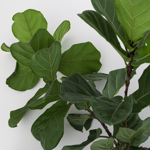 Ficus Lyrata Interior Landscape Plant