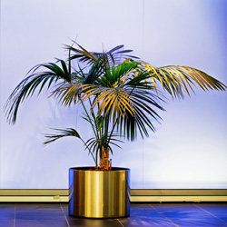 Interior Landscape Plant Kentia Palm
