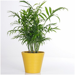 Interior Landscape Plant Palm Plant