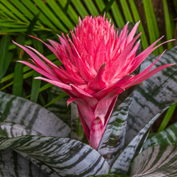 Tropical Creations office plant care service in Huntersville, NC - Interior Landscape Plants Aechmea Bromeliad