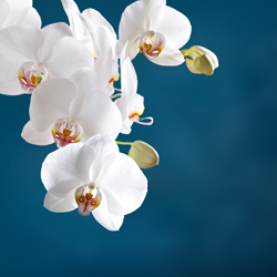 Interior Landscape Plants White Orchid Flowers