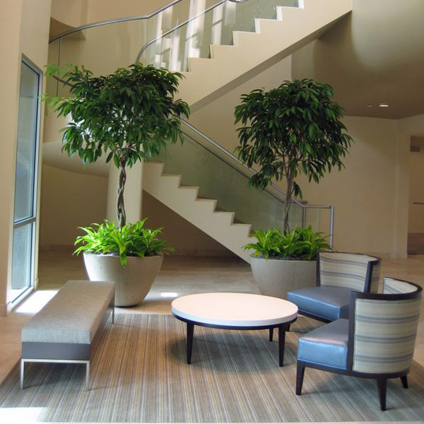 Interior Plant Design San Francisco California Interior Landscape Company