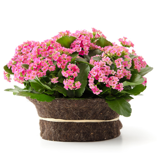 Kalanchoe Flowering Interior Landscape Plant