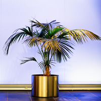 Kentia Palm Interior Landscapes Plant