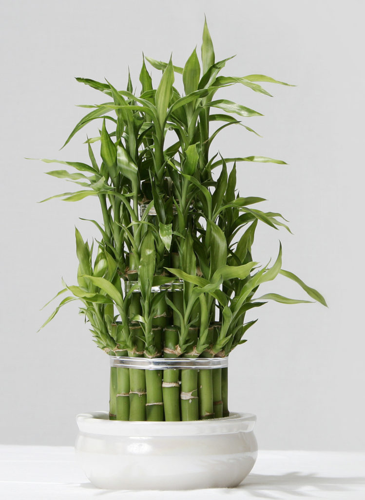 Lucky Bamboo Dracaena Interior Landscape Plant