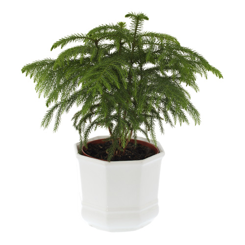 Norfolk Island Pine Interior Landscape Plant