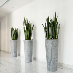 Interior Landscape Plants Sansevieria