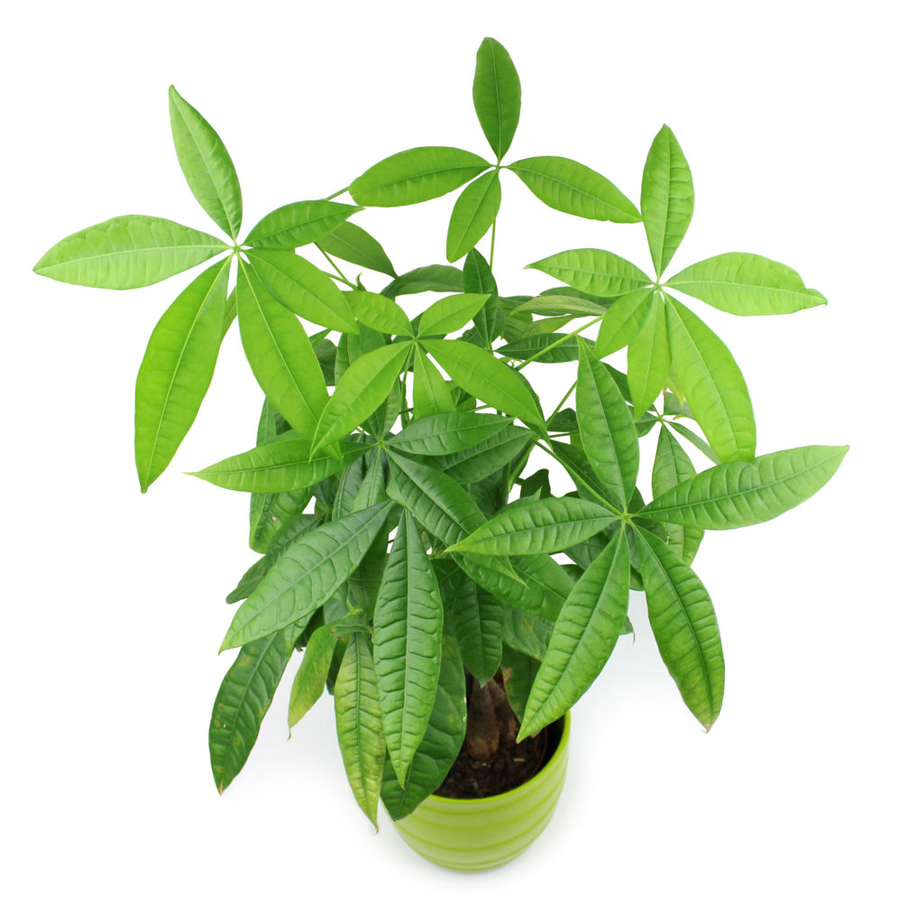 Pachira Money Tree Interior Landscape Plant