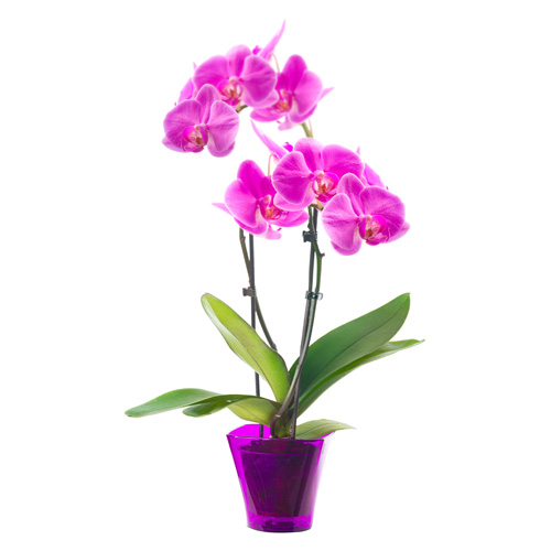 Phalaenopsis Orchid Interior Landscape Plant