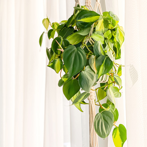 Philodendron Brasil Interior Landscape Plant