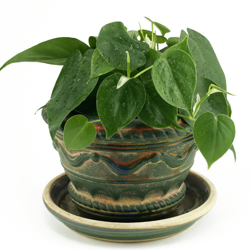 Philodendron Cordatum Interior Landscape Plant