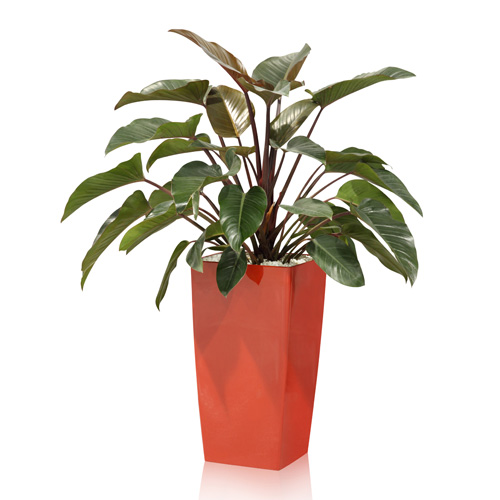 Philodendron Interior Landscape Plant