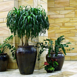 Interior Landscape Company Phoenix Arizona Plant Friends