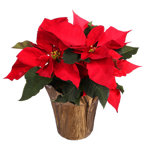 Poinsettia Plant Interior Landscape Plant